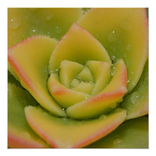 Poster Emerald Bloom: Nature’s Liquid Jewel (Devant)