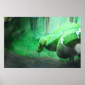 Poster Emerald Boa (Devant)