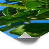 Poster Emerald Flash : Colibri en Mouvement (Coin)