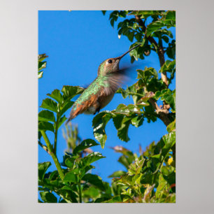 Poster Emerald Flash : Colibri en Mouvement