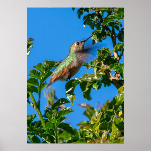 Poster Emerald Flash : Colibri en Mouvement (Devant)