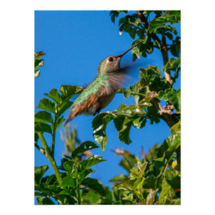 Poster Emerald Flash : Colibri en Mouvement