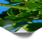 Poster Emerald Flash : Colibri en Mouvement (Coin)