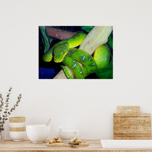 Poster Emerald Tree Boa (Cuisine)
