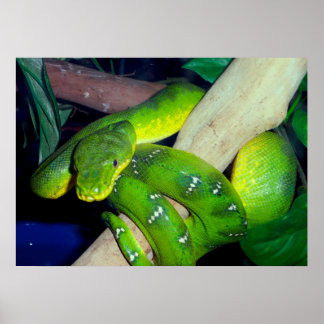 Poster Emerald Tree Boa