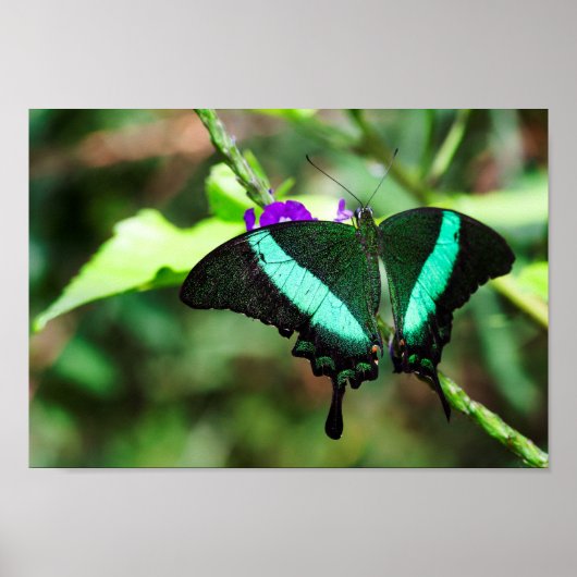 Poster Émeraude Exotique (Devant)