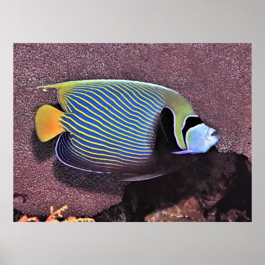 Poster Empereur Angelfish-Raja Ampat (Devant)