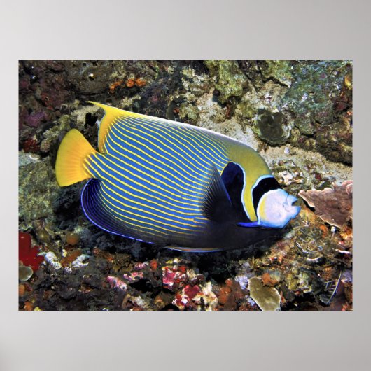 Poster Empereur Nusa Penida (Devant)