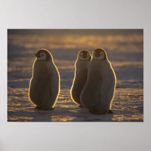 Poster Emperor Penguins, Aptenodytes forsteri), 2