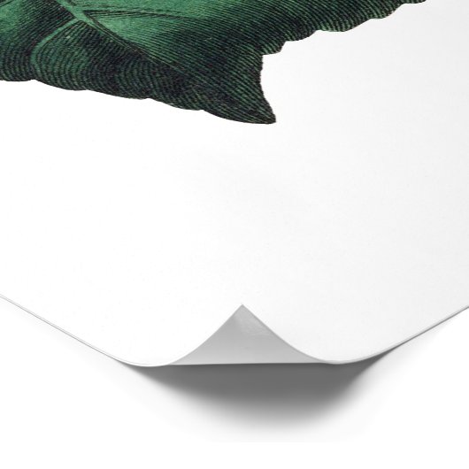 Poster Empreinte Botanique PREMIUM QUALITÉ (Coin)