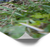 Poster empreinte de l'affiche de la tortue de diamondback (Coin)