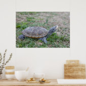 Poster empreinte de l'affiche de la tortue de diamondback (Cuisine)