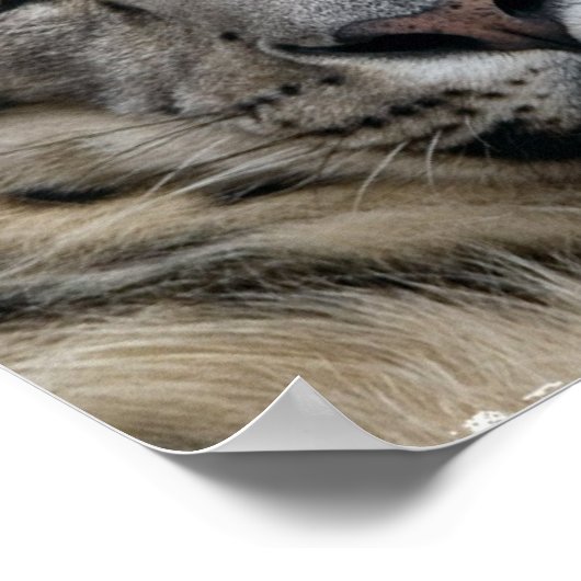 Poster Empreinte de léopard de neige (Coin)