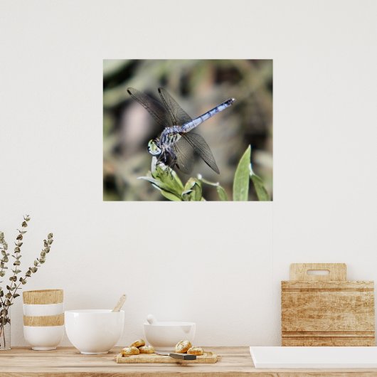 Poster empreinte de libellule bleue (Cuisine)