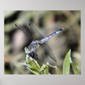 Poster empreinte de libellule bleue (Devant)