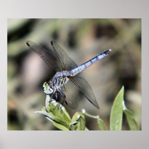 Poster empreinte de libellule bleue