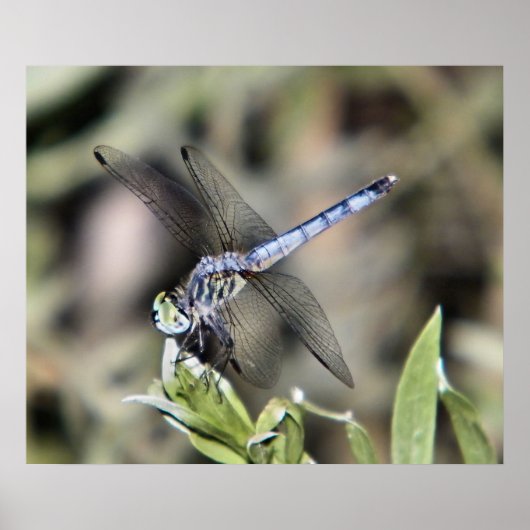 Poster empreinte de libellule bleue (Devant)