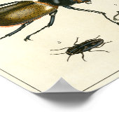 Poster Empreinte de l'illustration des coléoptères (Coin)