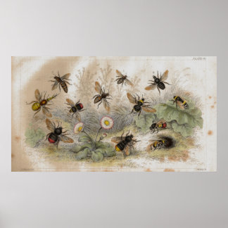 Poster Empreinte de lithographie antique des abeilles