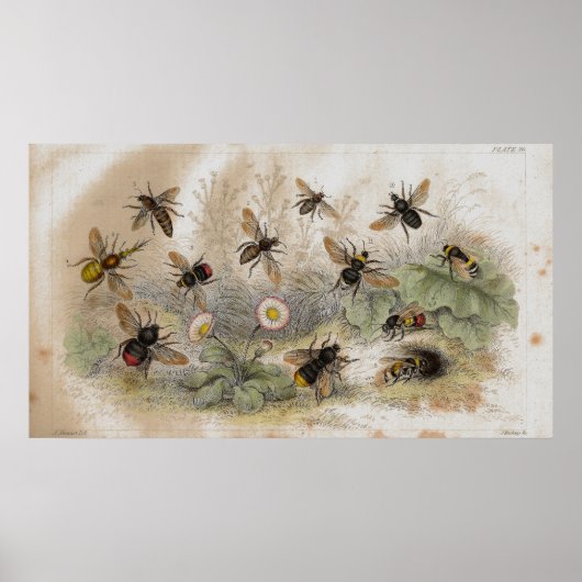 Poster Empreinte de lithographie antique des abeilles (Devant)