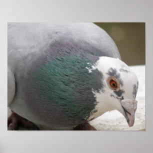 Poster Empreinte de pigeon