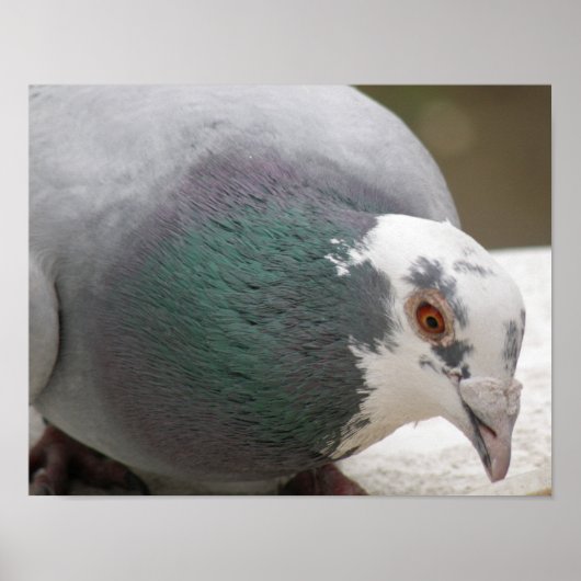 Poster Empreinte de pigeon (Devant)