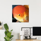 Poster Empreinte de poisson rouge Oranda (Bureau à domicile)