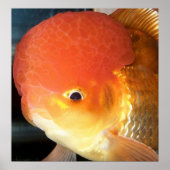 Poster Empreinte de poisson rouge Oranda (Devant)