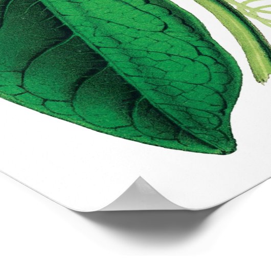 Poster Empreinte de qualité PREMIUM Botanique (Coin)