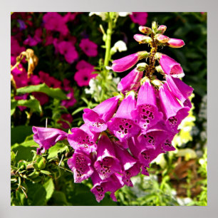 Poster empreinte florale rose foxglove