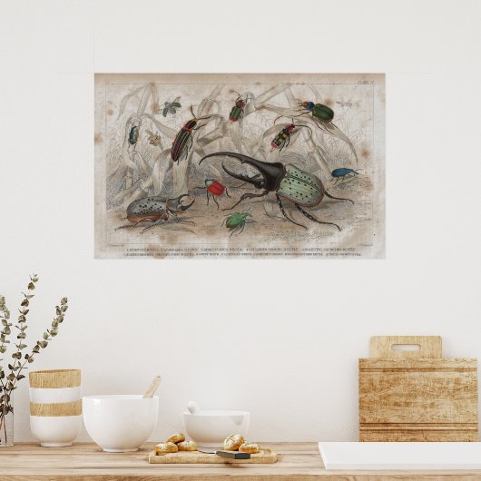 Poster Empreinte Lithographique Antique de Beetle (Cuisine)