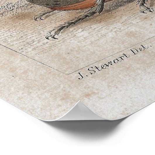 Poster Empreinte Lithographique Antique de Beetle (Coin)