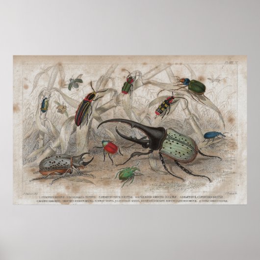 Poster Empreinte Lithographique Antique de Beetle (Devant)