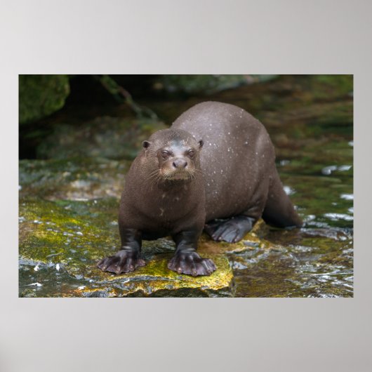Poster Empreintes de Pied de Giant Otter (Devant)