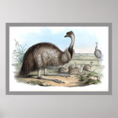 Poster Emu (Devant)