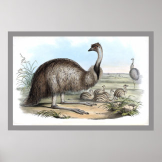 Poster Emu