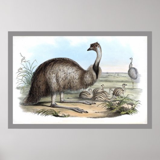 Poster Emu (Devant)