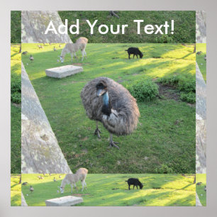 Poster Emu