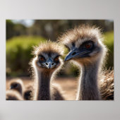Poster Emu Birds (Devant)
