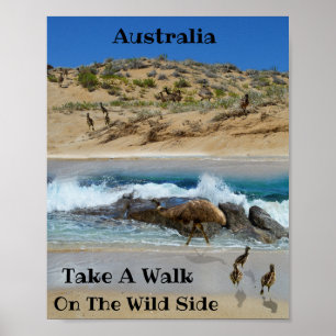 Poster Emu Island Australie,