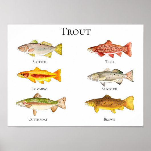 Poster en afdrukken van forel Waterverf (Voorkant)