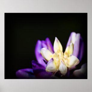 Poster En amour avec Lupine