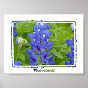 Poster en aquarelle numérique du Texas Bluebonnets