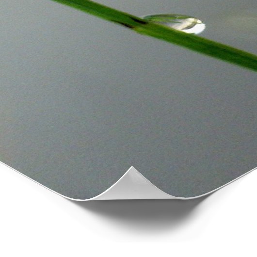 Poster En attente, Blue Damselfly gros plan (Coin)