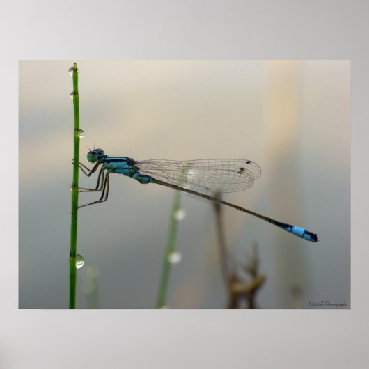 Poster En attente, Blue Damselfly gros plan (Devant)