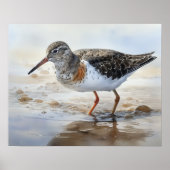 Poster en bécasseau tacheté Art pour oiseaux Impri (Devant)