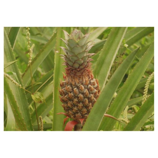 Poster En Bois Ananas sauvage Fruit tropical dans la nature (Devant)