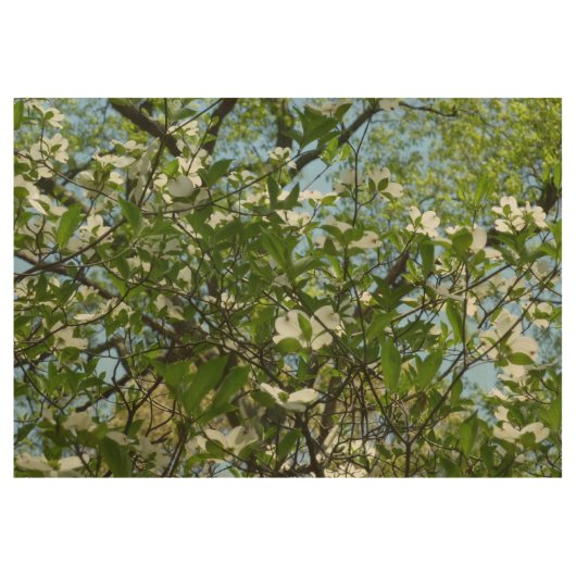 Poster En Bois Branche of Dogwood Blossoms Spring Trees (Devant)