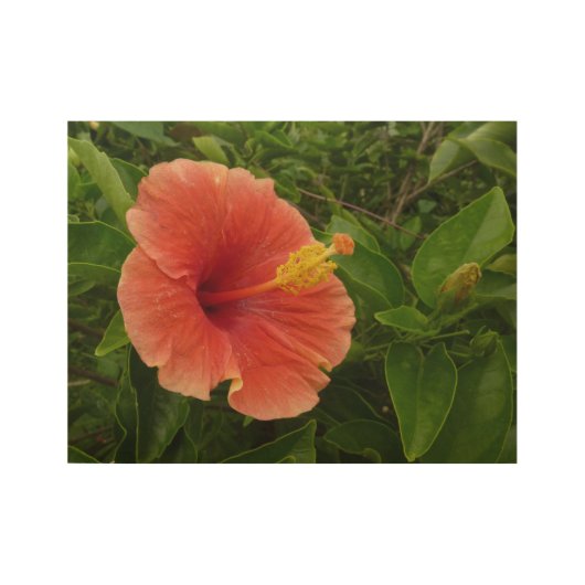 Poster En Bois Orange Hibiscus Fleur Tropical Floral (Devant)