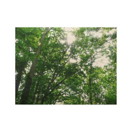 Poster En Bois Regard sur les arbres d'été (Devant)